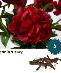 Paeonia ‚Henry‘ – 4x