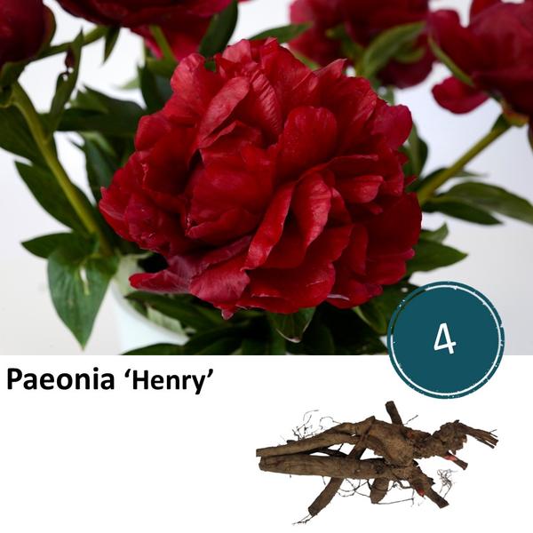 Paeonia ‚Henry‘ – 4x