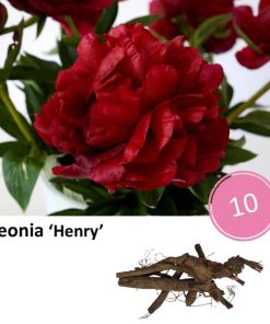 Paeonia ‚Henry‘ – 10x