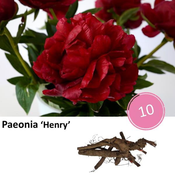 Paeonia ‚Henry‘ – 10x