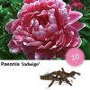 Paeonia ‚Jadwige‘ – 10x