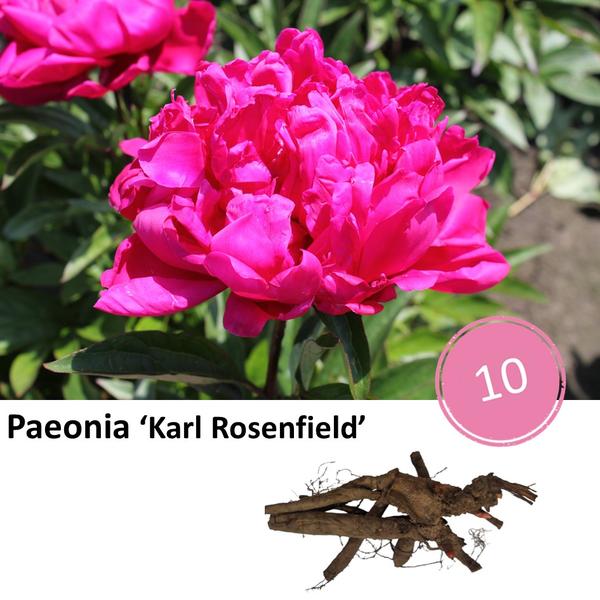 Paeonia ‚Karl Rosenfield‘ – 10x