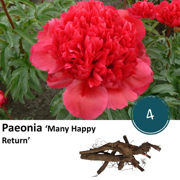 Paeonia ‚Many Happy Return‘ – 4x