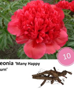 Paeonia ‚Many Happy Return‘ – 10x