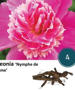 Paeonia ‚Nymph de Vrome‘ – 4x