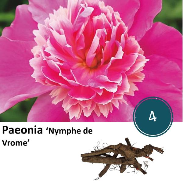 Paeonia ‚Nymph de Vrome‘ – 4x