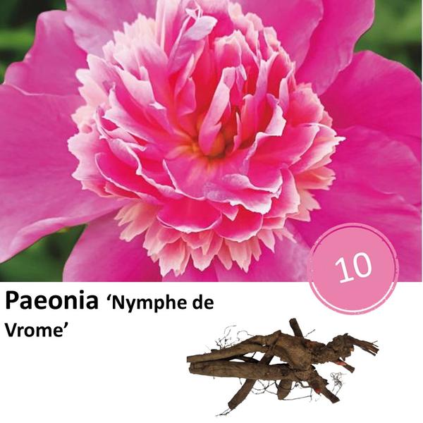 Paeonia ‚Nymph de Vrome‘ – 10x