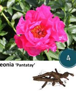 Paeonia ‚Pantatay‘ – 4x