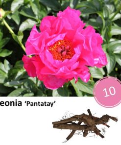 Paeonia ‚Pantatay‘ – 10x