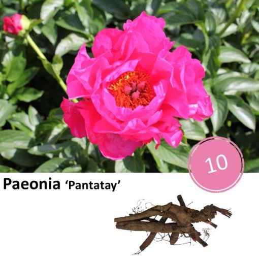 Paeonia 'Pantatay' - 10x