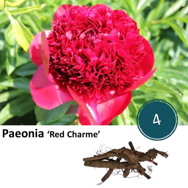 Paeonia ‚Red Charme‘ – 4x