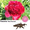 Paeonia ‚Red Charme‘ – 10x