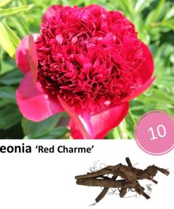 Paeonia ‚Red Charme‘ – 10x