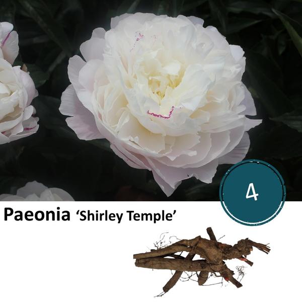 Paeonia ‚Shirley Temple‘ – 4x