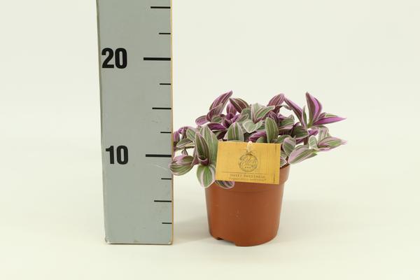 Tradescantia Sweetness 10,5cm – Ø10,5cm – ↕10cm