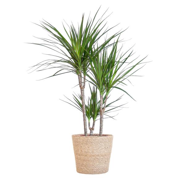 Dracaena Marginata mit naturfarbenem Korb – 95cm – Ø21