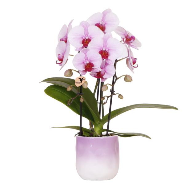 Kolibri Orchideen | Rosa Orchidee Niagara Falls + Gradience Blumentopf Pink – Topfgröße Ø9cm | Blühende Zimmerpflanze – Frisch vom Züchter