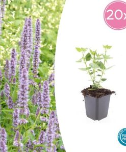 Agastache ‚Blue Fortune‘ – ↕10-25cm – Ø9cm – 20x