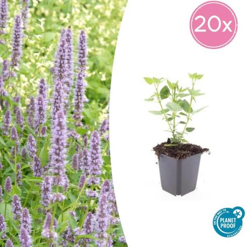 Agastache 'Blue Fortune' - ↕10-25cm - Ø9cm - 20x