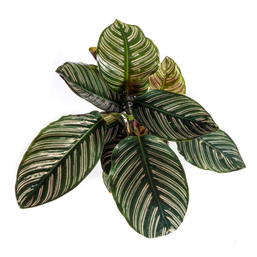 Calathea Ornata Sanderiana Ø17cm - ↕45cm – Bild 3