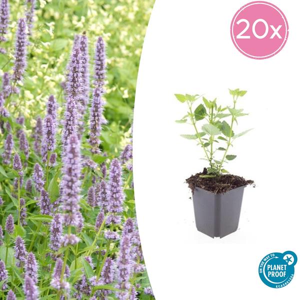 Agastache ‚Blue Fortune‘ – ↕10-25cm – Ø9cm – 20x