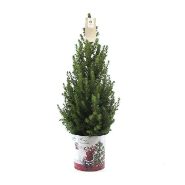 Kleine Weihnachtsbaum in Weihnachten Topf – 70 cm – Picae Glauca Conica – Standalone