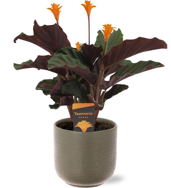 Calathea Crocata – Ø14cm – ↕40cm + Aresso Pot D15,5×14,5cm – Grau Grün