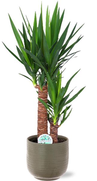 Yucca Elephantipes – Ø17 – ↨85cm + Aresso Pot D18x16,5cm – Grau Grün