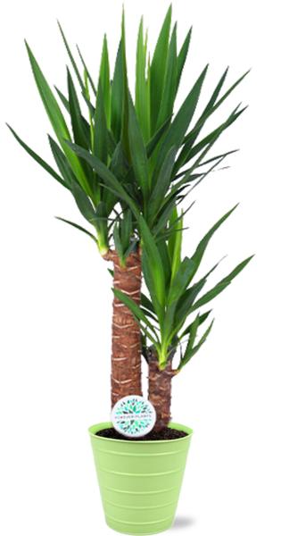 Yucca Elephantipes – Ø17cm – ↕85cm + Bodhi Pot D18x17cm – Grün