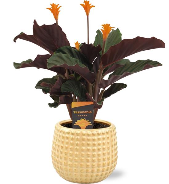 Calathea Crocata – Ø14cm – ↕40cm + Bubble Pot D14,5×13,5cm – Gold