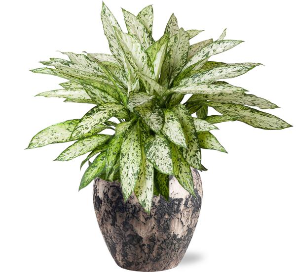 Dieffenbachia Vesuvius – Ø27cm – ↕80cm + Doug Pot D29x26cm – Schwarz Beige