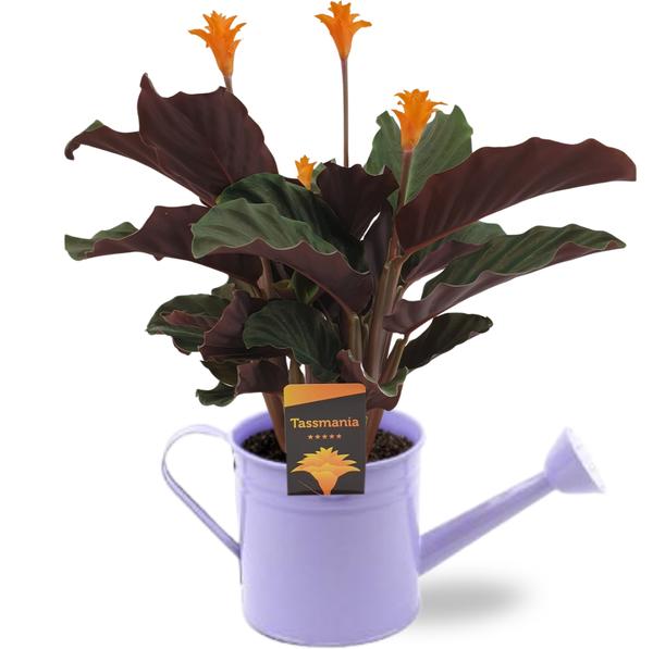 Calathea Crocata – Ø14cm – ↕40cm + Gieter D14,5×14,5cm – Lila