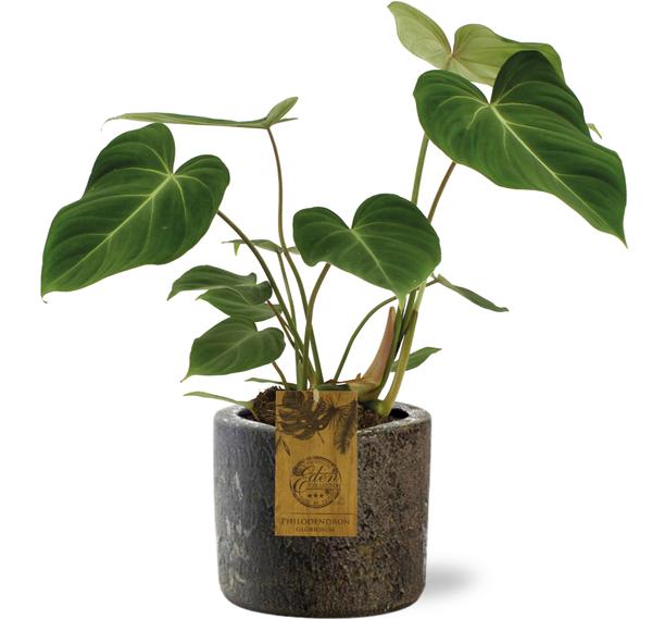 Philodendron Gloriosum – Ø15cm – ↕40cm + Maas Pot D16x14cm – Braun