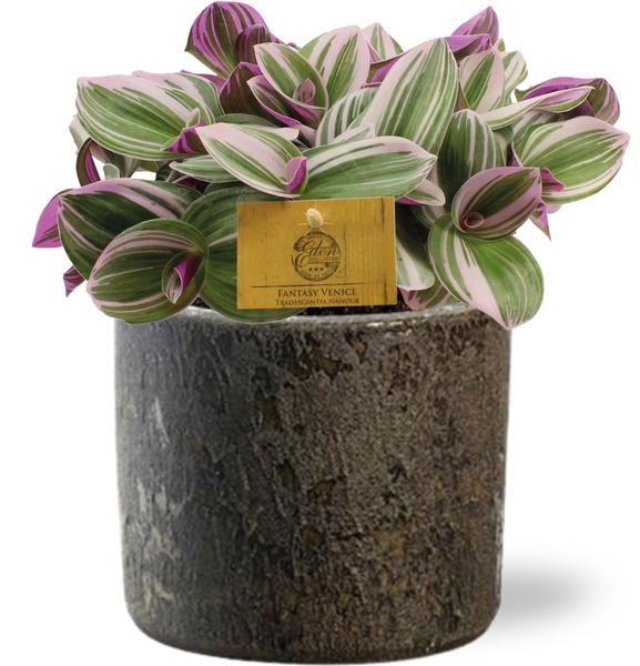 Tradescantia Nanouk – Ø15cm – ↕25cm + Maas Pot D16x14cm – Braun