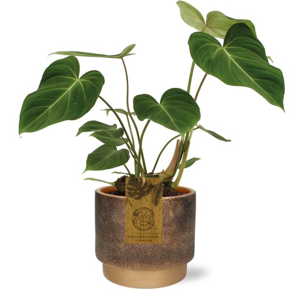 Philodendron Gloriosum – Ø15cm – ↕40cm + Merel Pot D16x14cm – Gold