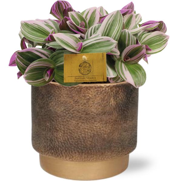 Tradescantia Nanouk – Ø15cm – ↕25cm + Merel Pot D16x14cm – Gold