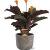 Calathea Crocata – Ø14cm – ↕40cm + Natan Pot D15x13cm – Grau Calathea Crocata – Ø14cm – ↕40cm + Natan Pot D15x13cm – Grau