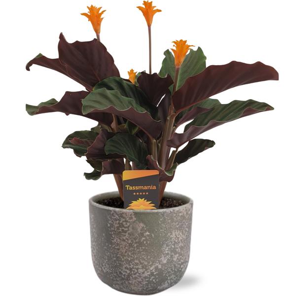 Calathea Crocata – Ø14cm – ↕40cm + Natan Pot D15x13cm – Grau