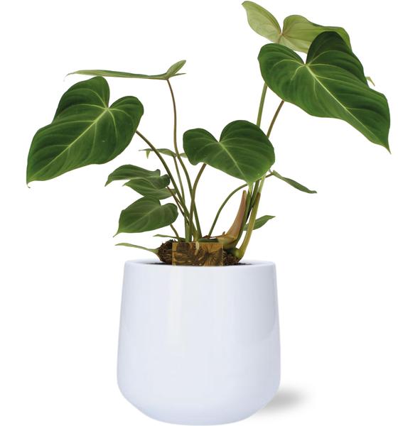 Philodendron Gloriosum – Ø15cm – ↕40cm + Puglia Pot D16,5/18x16cm – Weiß