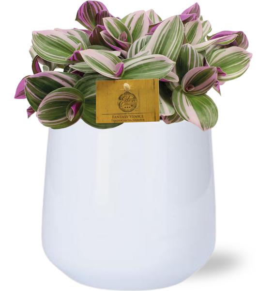 Tradescantia Nanouk – Ø15cm – ↕25cm + Puglia Pot D16,5/18x16cm – Weiß