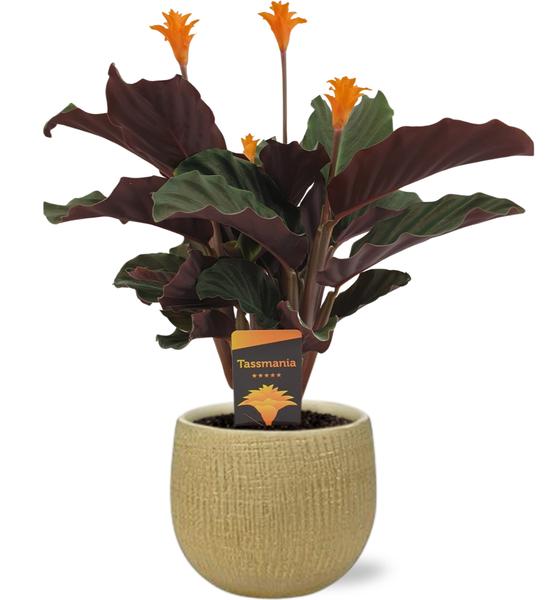 Calathea Crocata – Ø14cm – ↕40cm + Ryan Pot D15x13cm – Gold