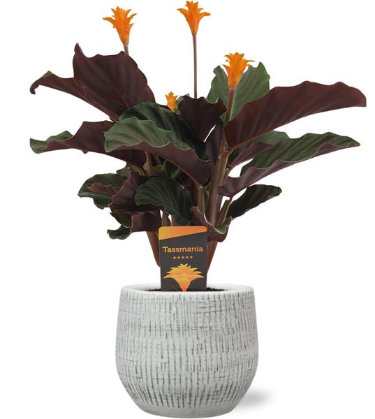 Calathea Crocata – Ø14cm – ↕40cm + Ryan Pot D15x13cm – Weiß