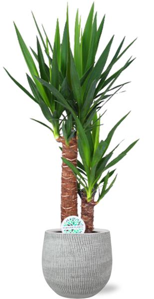 Yucca Elephantipes – Ø17cm – ↕85cm + Ryan Pot D18x16cm – Weiß