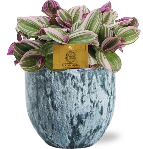 Tradescantia Nanouk – Ø15cm – ↕25cm + Sem Pot D16x14cm – Blau