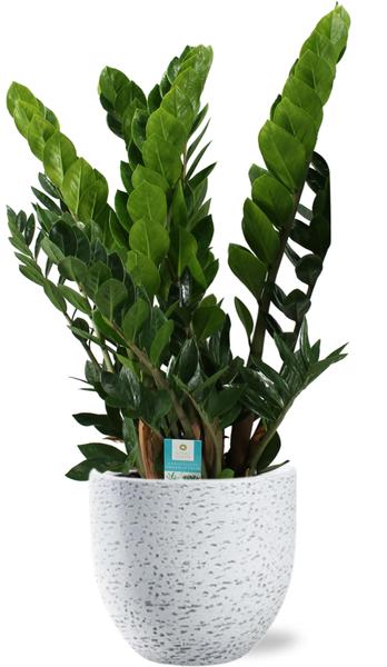 Zamioculcas Zamiifolia – Ø21cm – ↕80cm + Tim Pot D24x22cm – Weiß