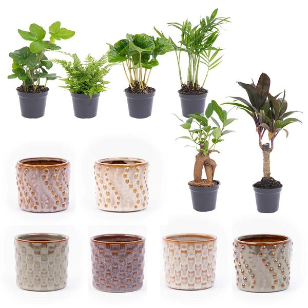 Mini planten set 6 – Inclusief pot set Madrid