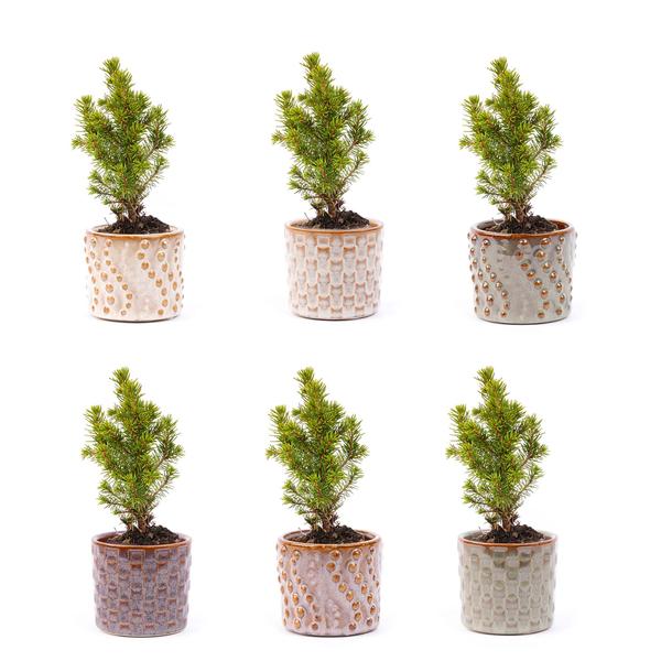 Mini-kerstboom set 6 – Inclusief pot set Madrid – Draadverlichting met 20 led-lampjes