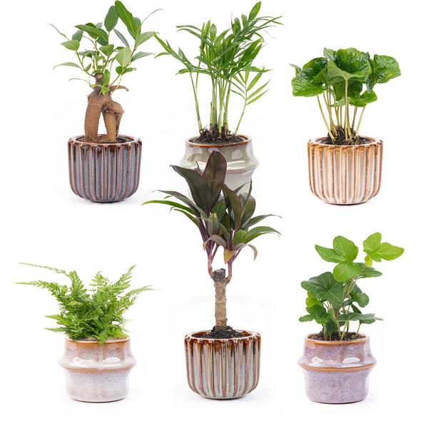 Mini planten set 6 – Inclusief pot set Barcelona