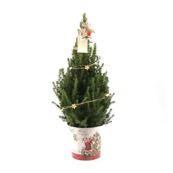 Kleine Weihnachtsbaum in Weihnachten Topf – 70 cm – Picae Glauca Conica – Star lighting including batteries