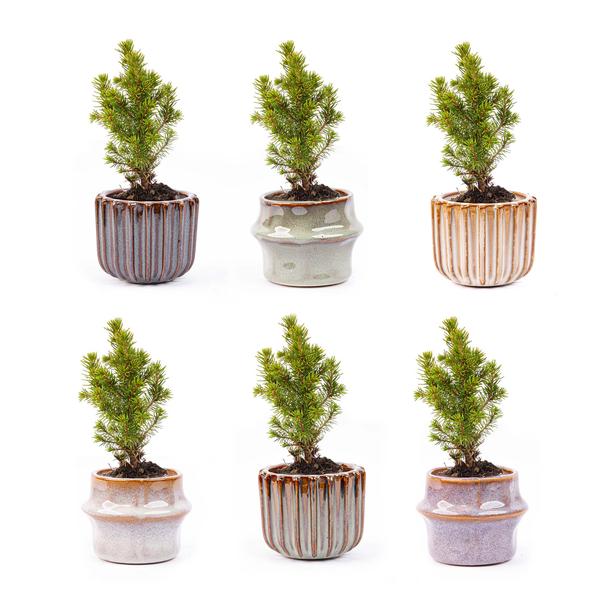 Mini kerstboom set 6 – Inclusief pot set Barcelona